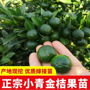 小柠檬树苗嫁接小青桔四季金桔苗当年结果盆栽地栽果树带果