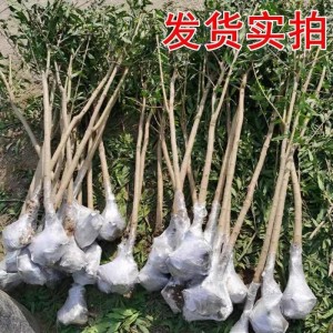 宇桐苗木石榴树树苗突尼斯软籽庭院果树种植盆栽地栽自有果园