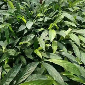 草果基地批发 38KG农户农副产品种植 产区自产厂晒干