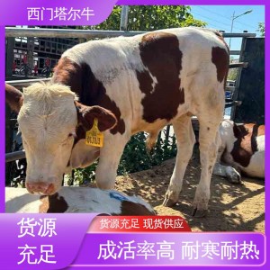 求购西门塔尔牛 黄牛 600斤牛犊