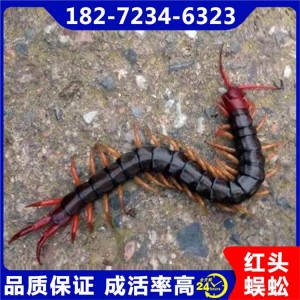 蜈蚣中药材 不受文化水平限制都能养殖 生长快速