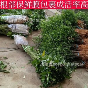 供应香樟树苗批发 苗木 工程苗木 各种规格齐全 量大优惠