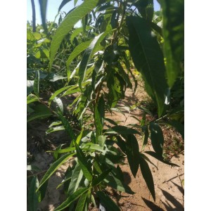 早油桃珍珠3号